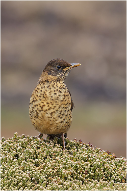 Young Falklands Thrush