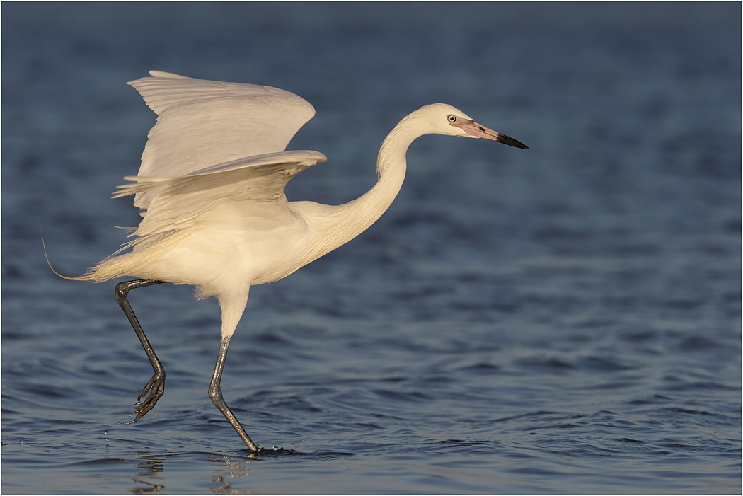 White Morph Reddish Egret, Florida, USA