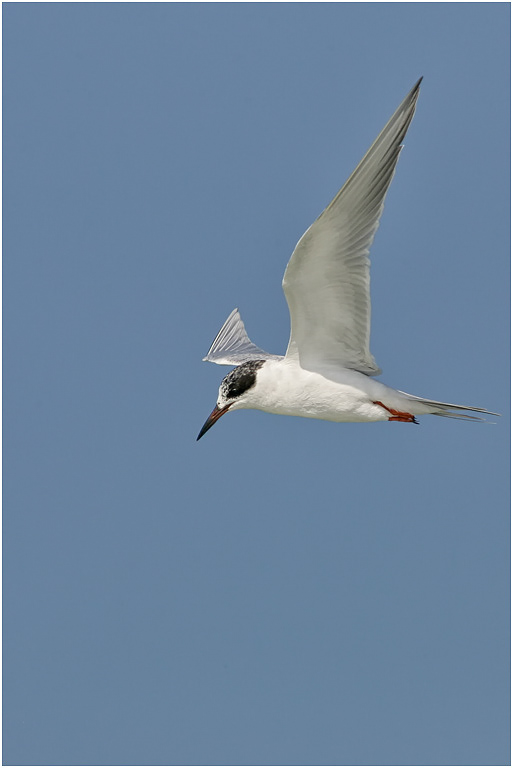 Forster's Tern in flight, Florida, USA