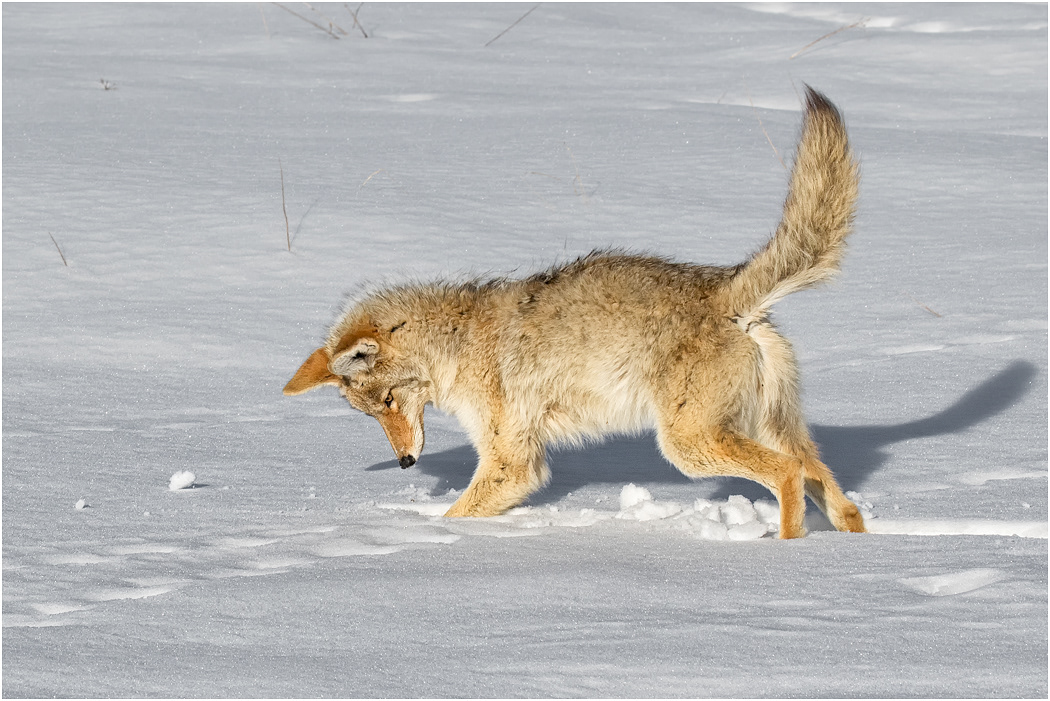 Coyote hunting, Yellowstone NP, USA