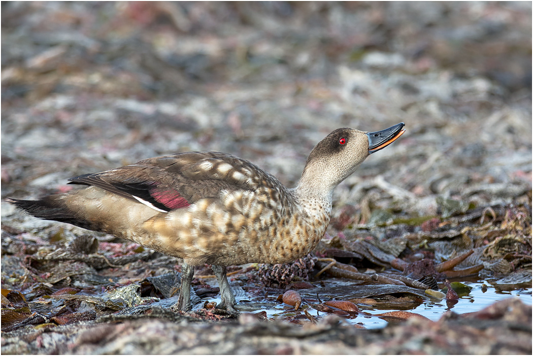Crested Duck drinking