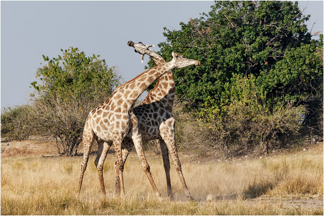 Male Maasai Giraffes, necking battle - Chobe NP, Botswana