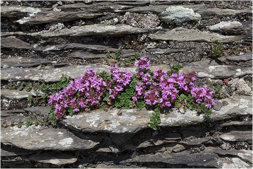 Alpine Rock Thyme