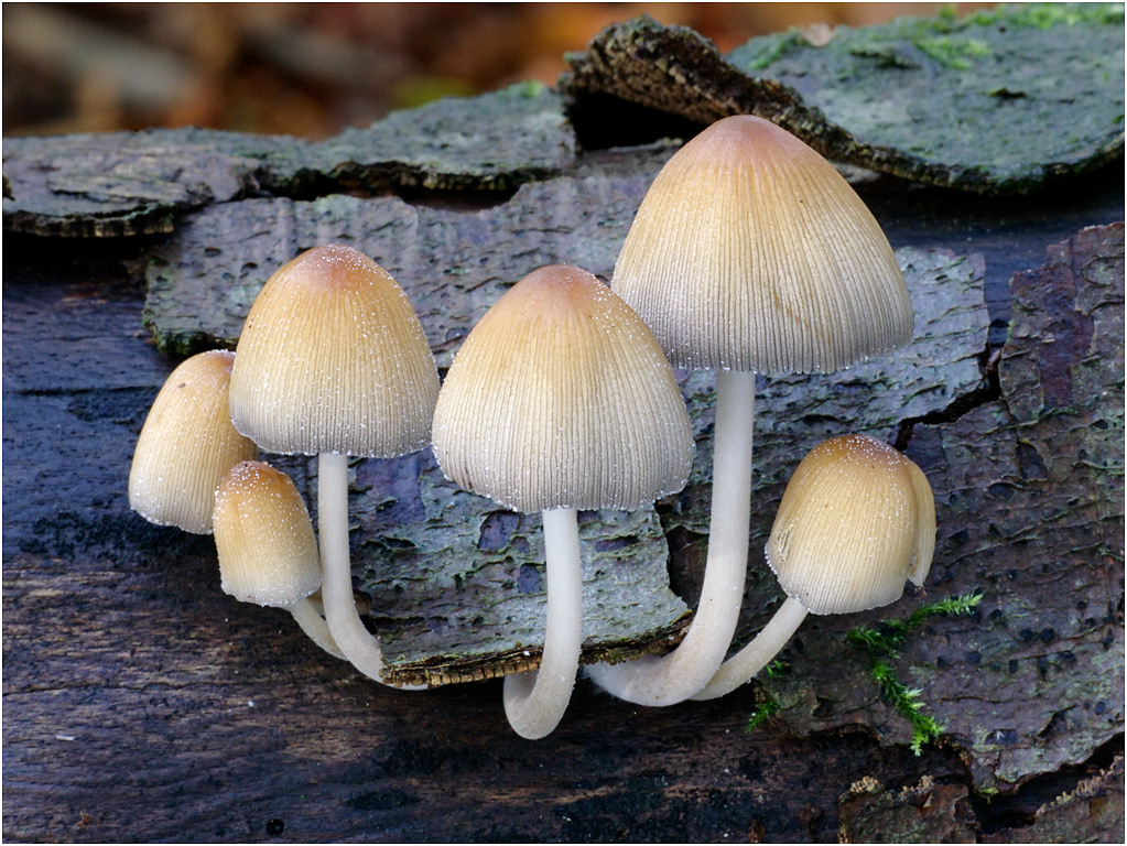 Gistening Ink Cap - Coprinus micaceus