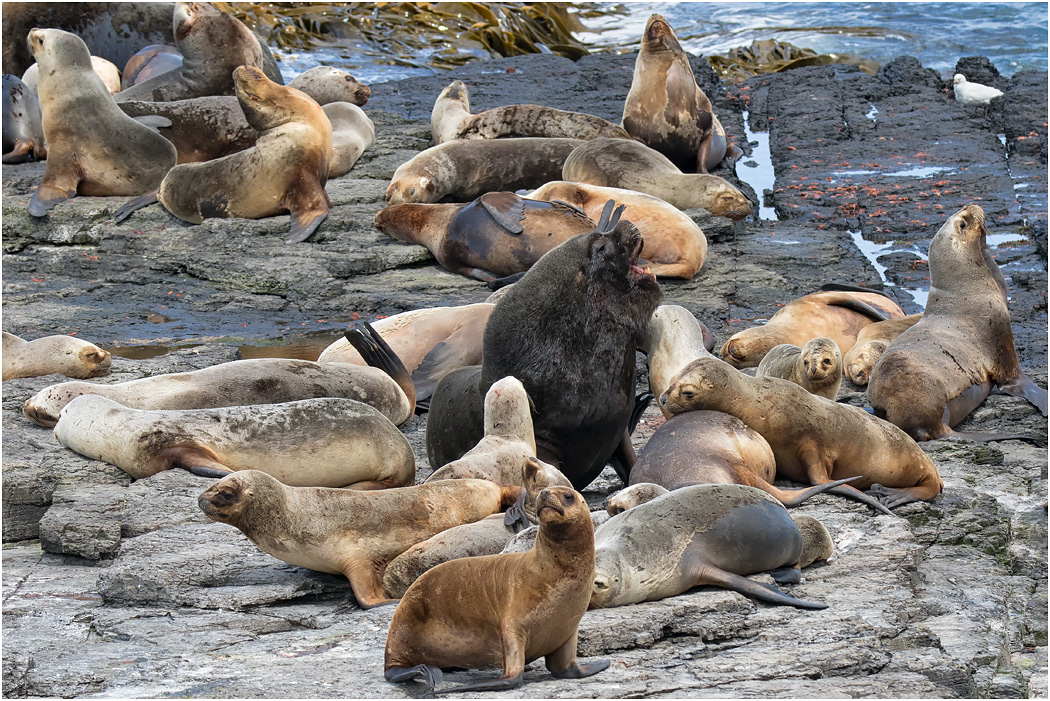 Southern Sea Lion Bull with harem