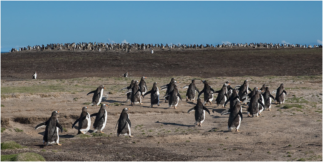 Gentoo Penguins hurrying home