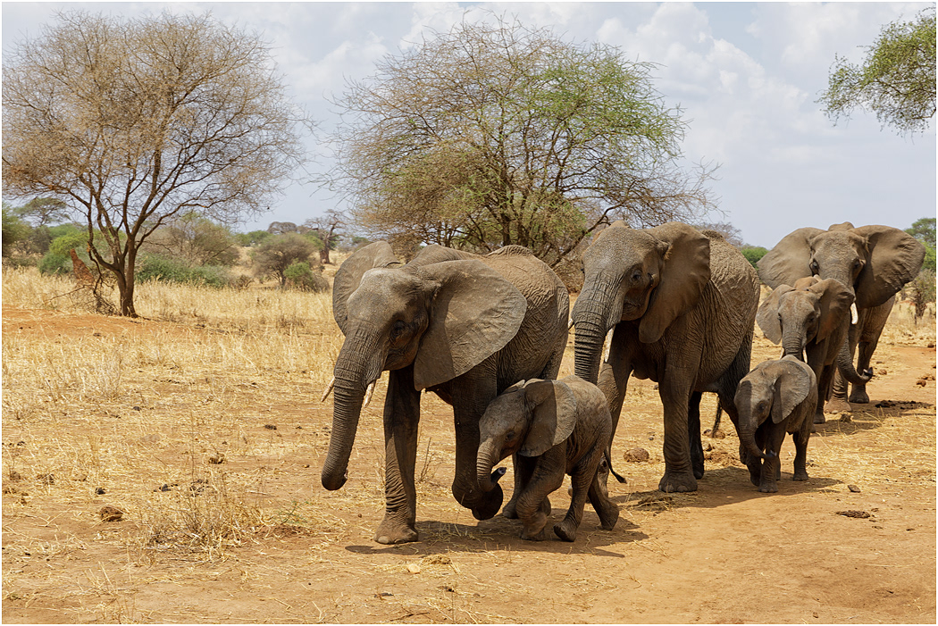 Elephants following the leader - Tarangire, Tanzania