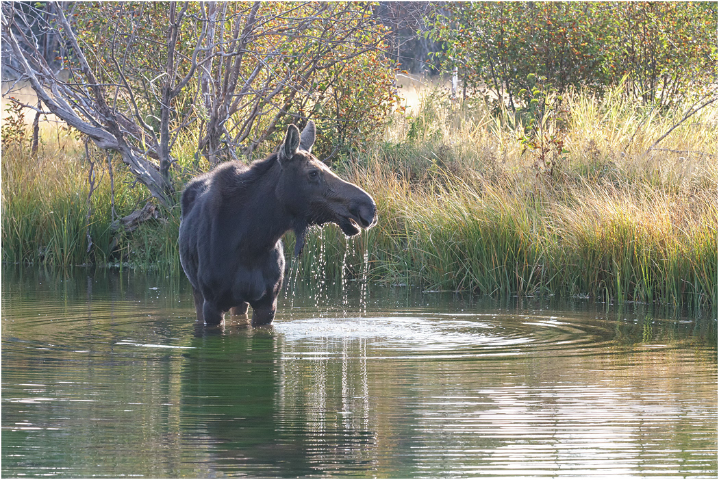 Cow Moose, Teton NP, Wyoming, USA