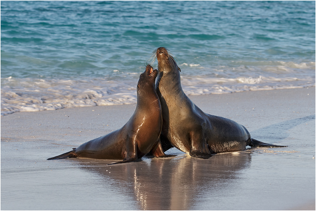 Galapagos Sea Lions courtship