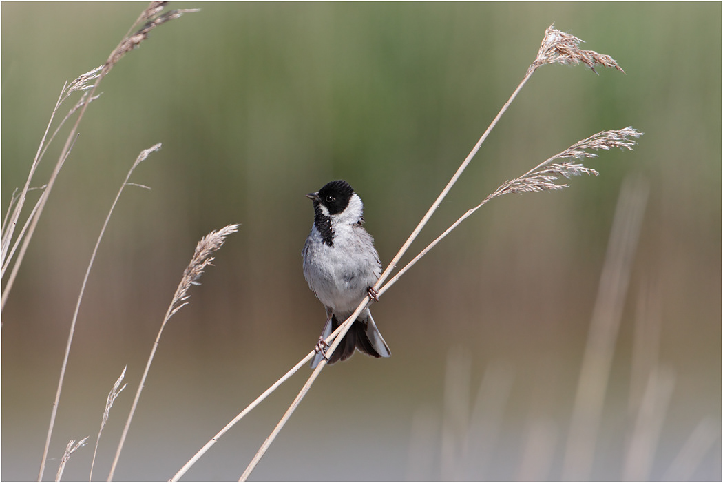 Reed Bunting, Norfolk