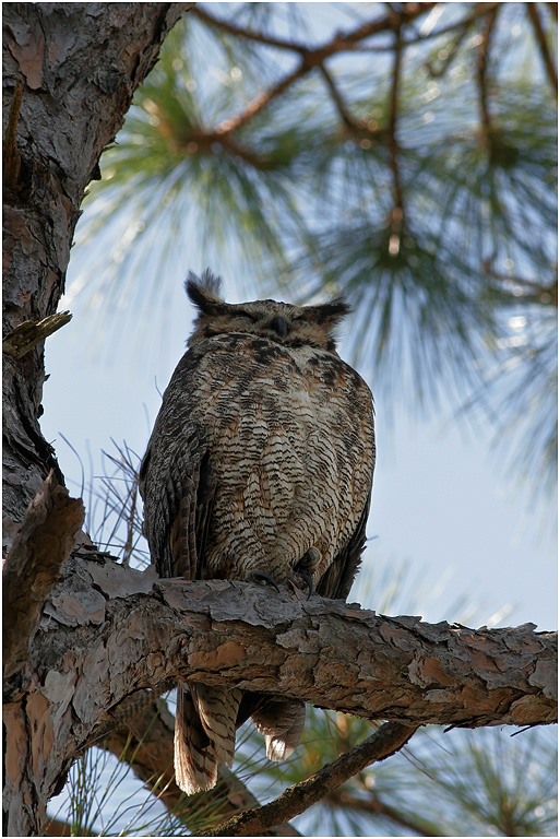 Great Horned Owl, Florida, USA
