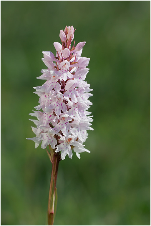 Common Spotted Orchid