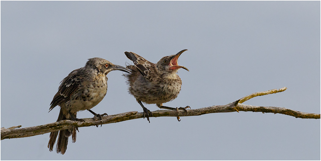 Española Mockingbird