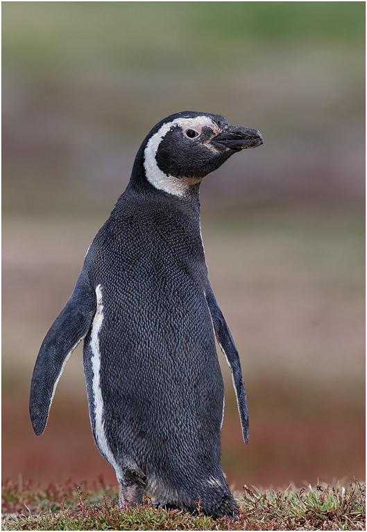 Magellanic Penguin