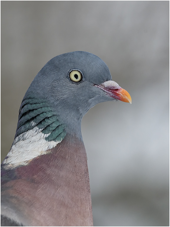 Wood Pigeon portrait