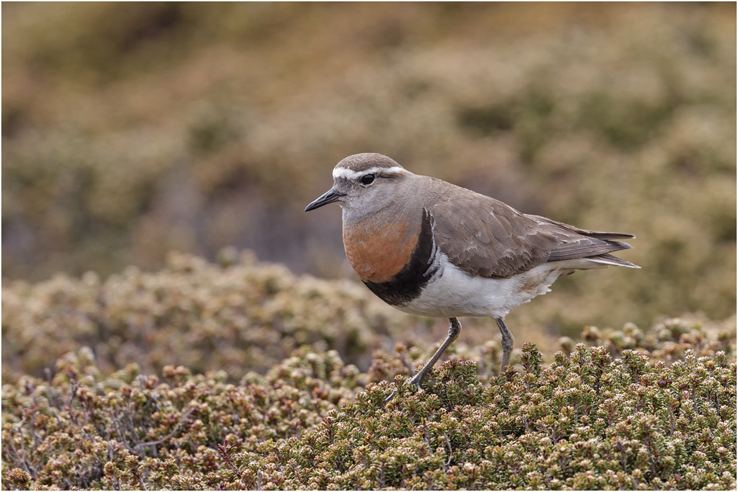 Rufous-chested Dotterel