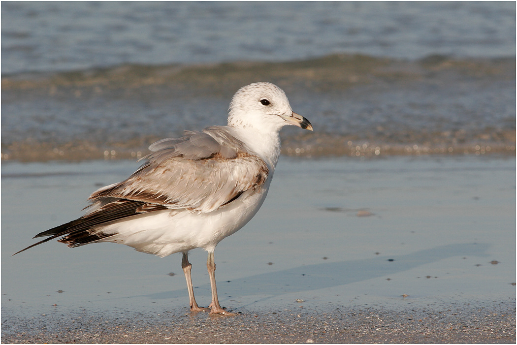 Ring-billed Gull, Florida, USA