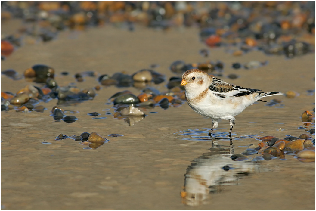 Snow Bunting, male, Winter, Norfolk