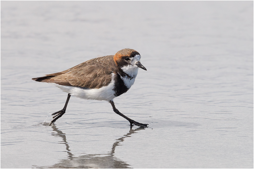 Two-banded Plover