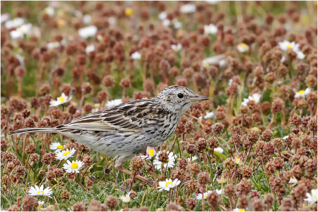 Correndera or Falklands Pipit