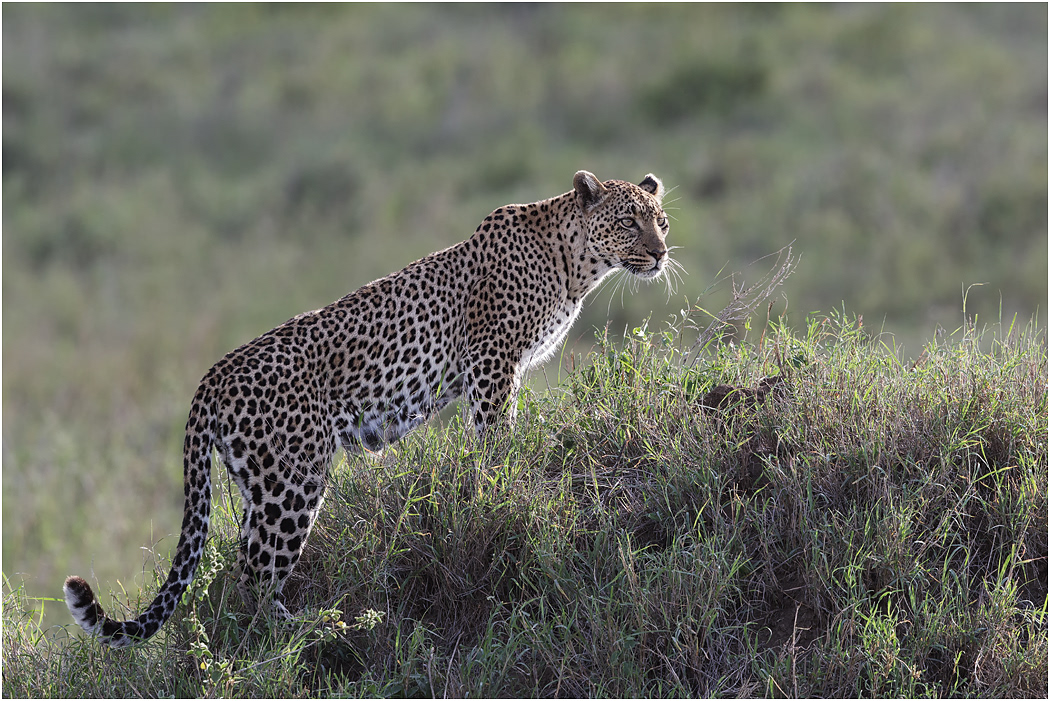 Leopard watching from a grassy mound - Central Serengeti, Tanzania