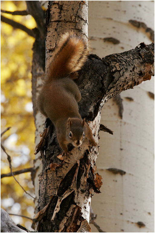Red Squirrel, Jasper NP, Alberta, Canada