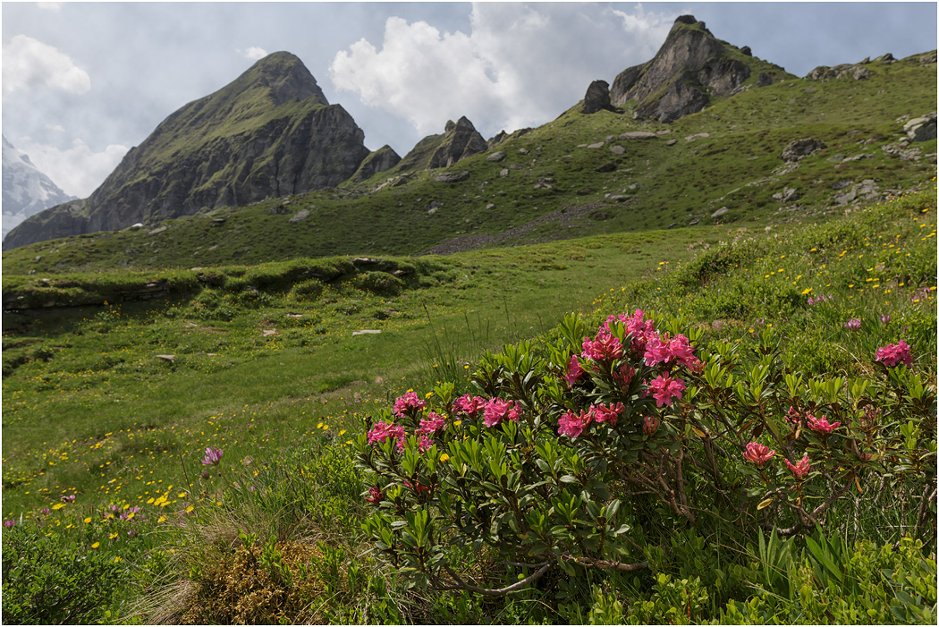 Alpenrose along the Manlichen to Kleine Scheiddeg trail