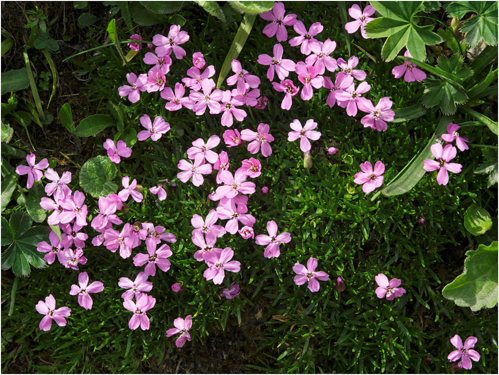 Moss Campion - Manlichen