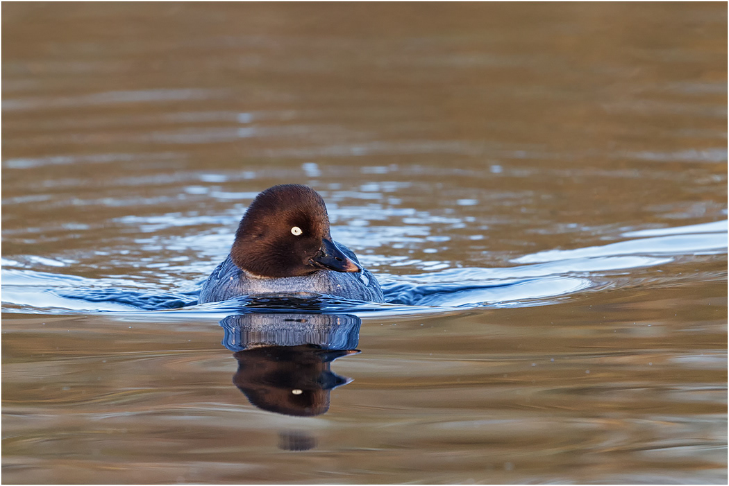 Goldeneye - female