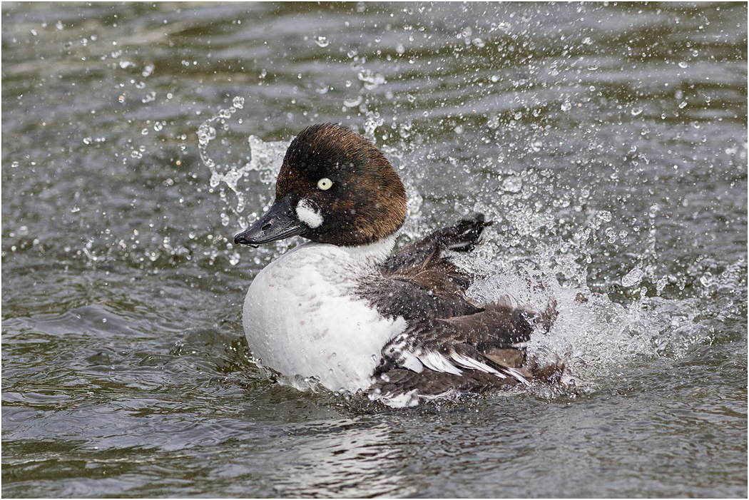 Goldeneye female bathing