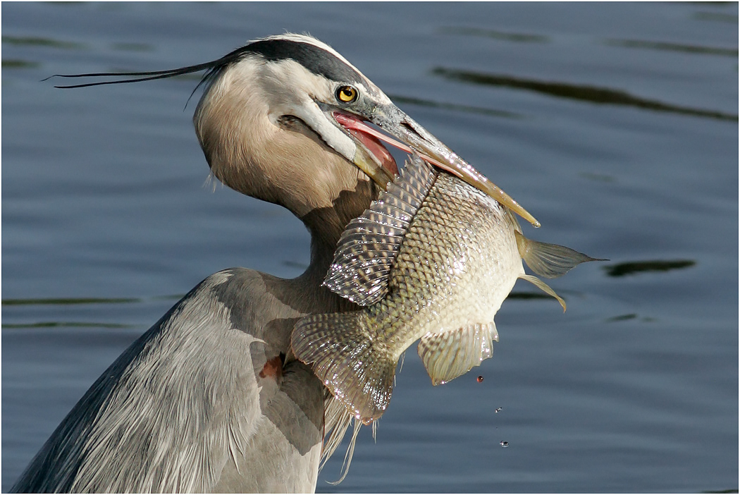 Great Blue Heron with big fish, Florida, USA