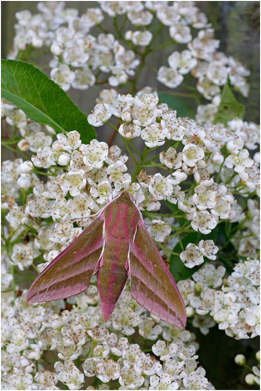 Elephant Hawkmoth