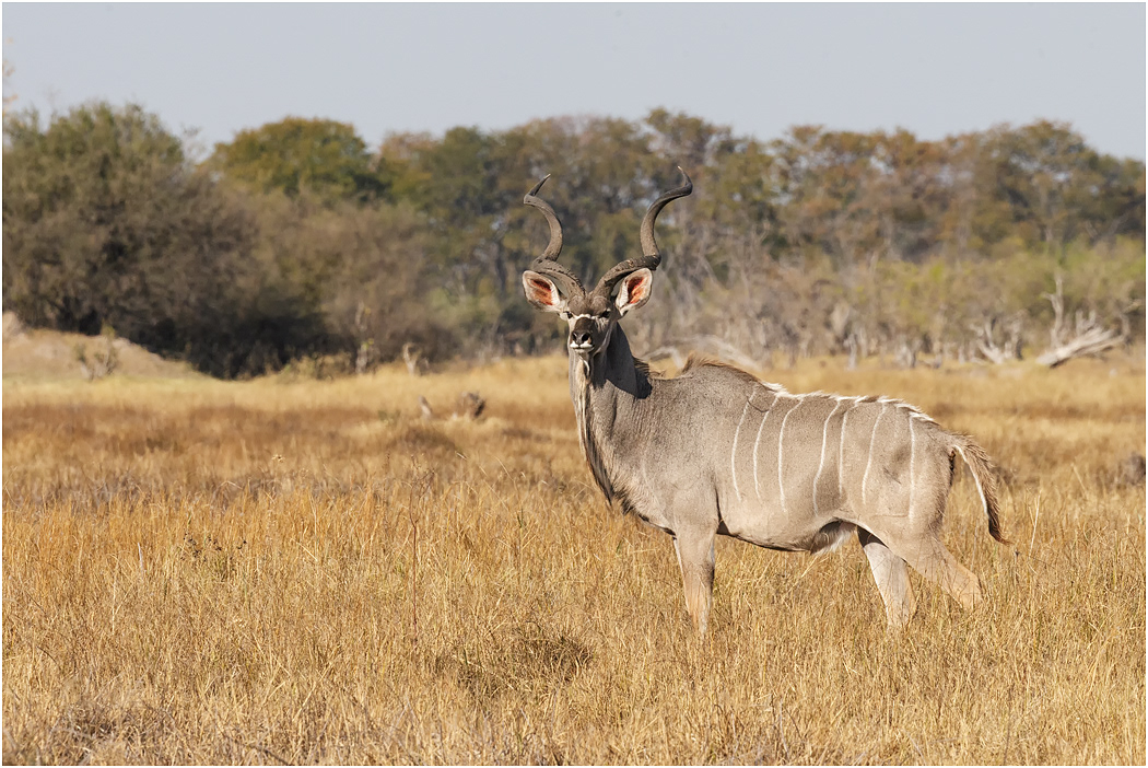 Greater Kudu male - Chobe NP, Botswana