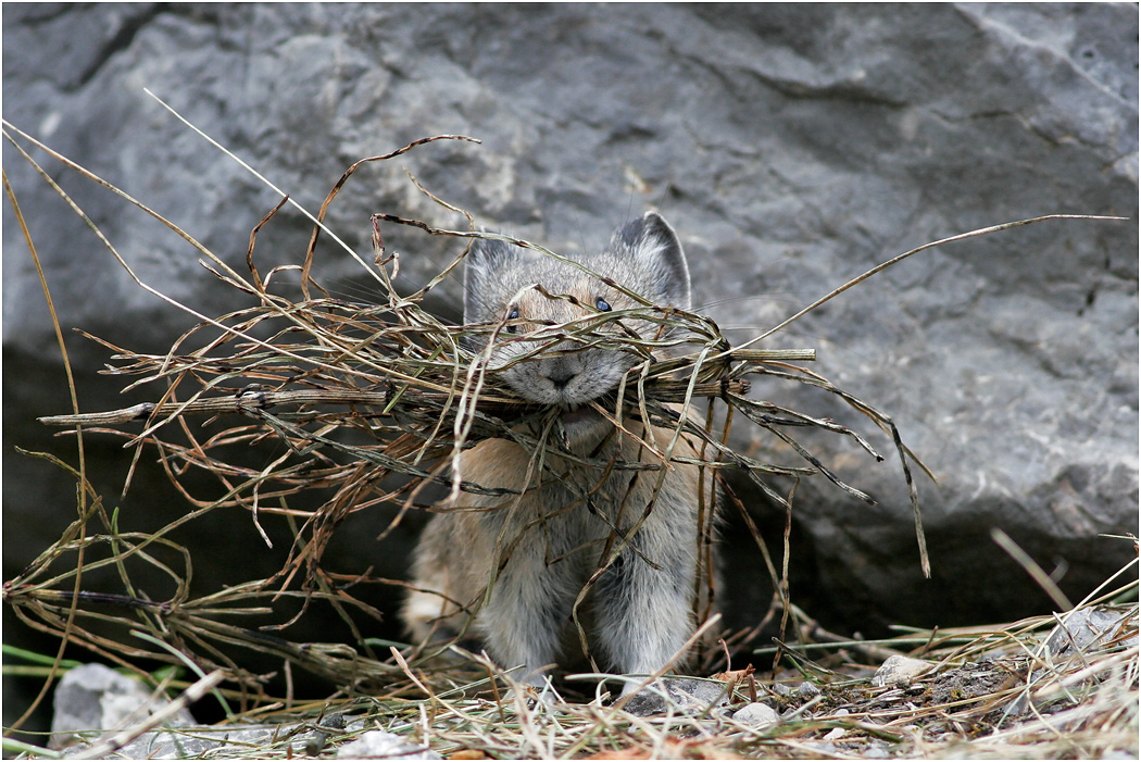 Pika gathering winter feed, Alberta, Canada