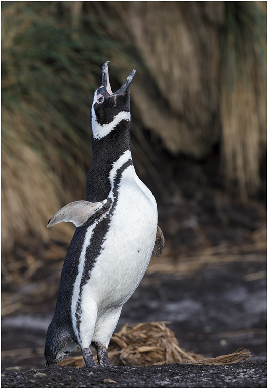Magellanic Penguin calling