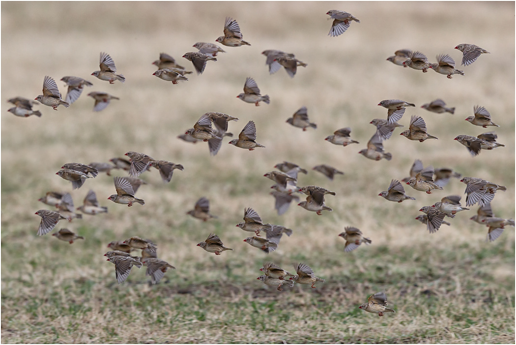 Red-billed Quelea - Ngorongoro Crater, Tanzania