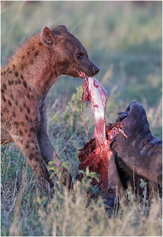 Spotted Hyena feeding on Wildebeest carcass - Central Serengeti, Tanzania