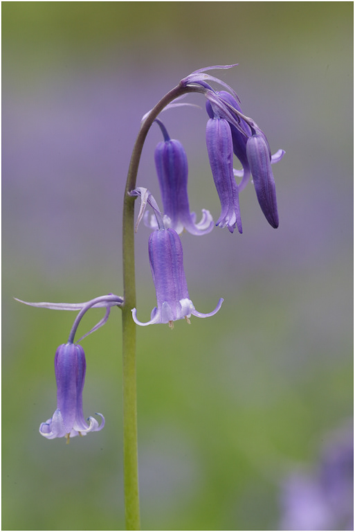 Bluebells
