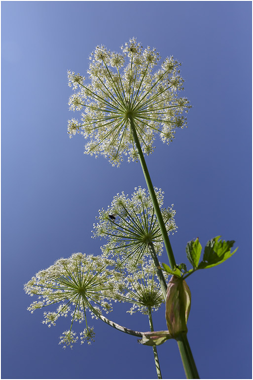 Broad-leaved Sermountain, Blumental