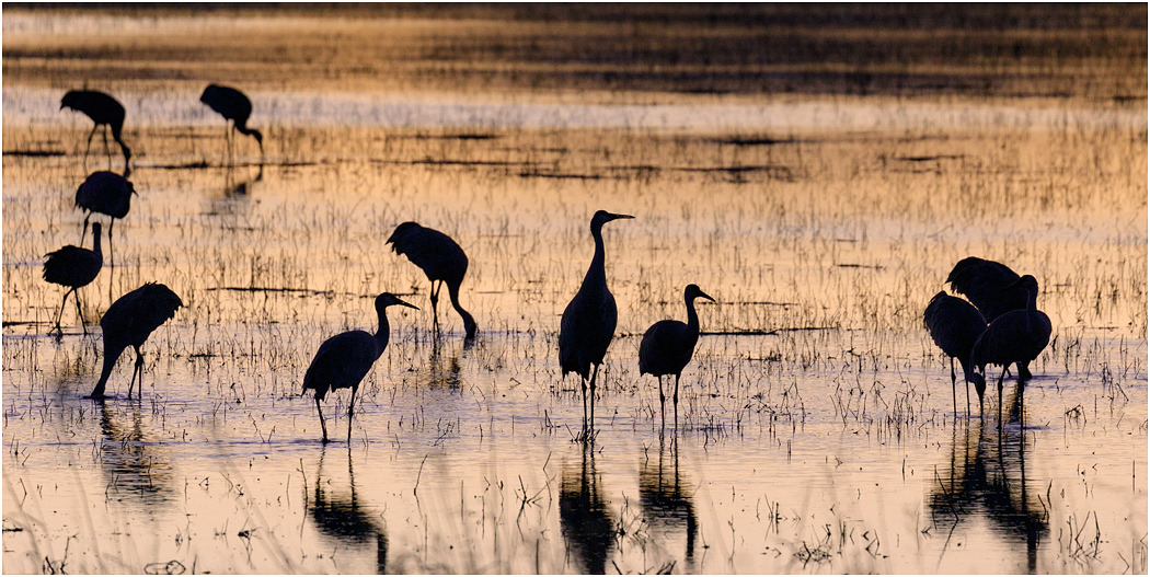 Sandhill Cranes at sunset, Bosque del Apache, NM, USA