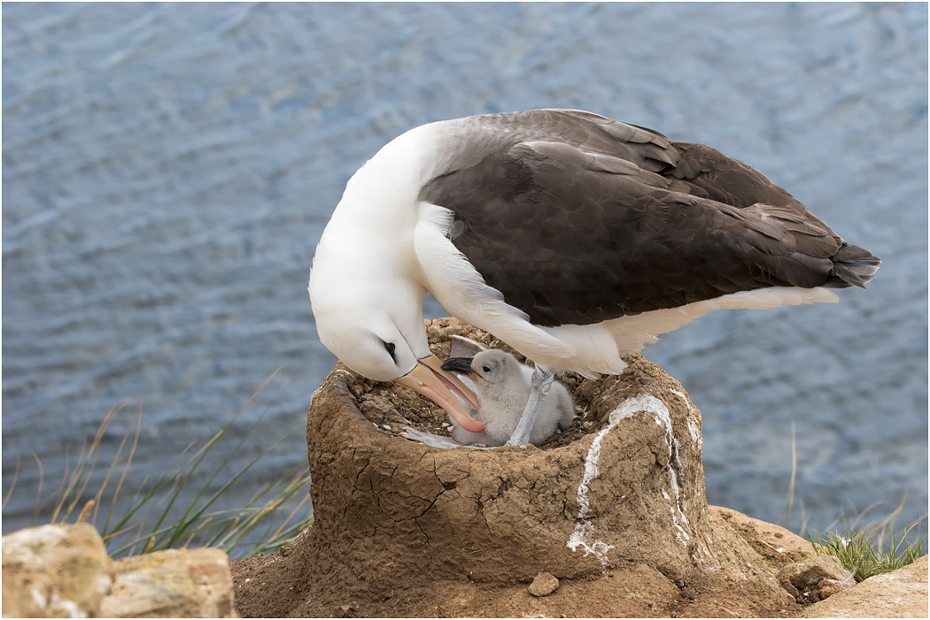 Black-browed Albatross with young chick