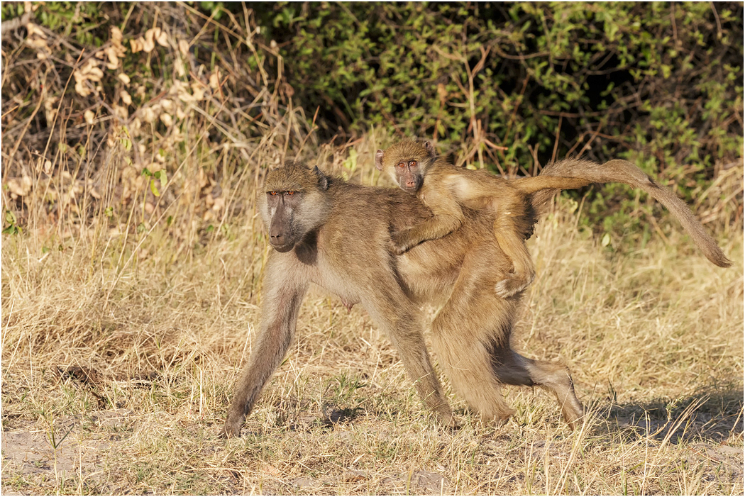 Chacma Baboon, Mother & infant, on the move - Chobe NP, Botswana