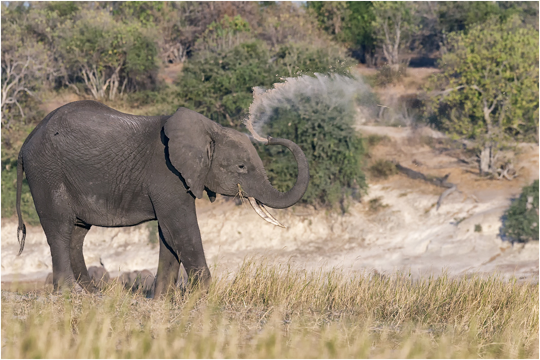 Elephant dust bathing - Chobe River, Botswana