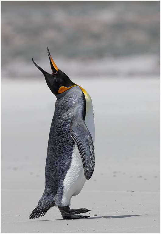 King Penguin stretching