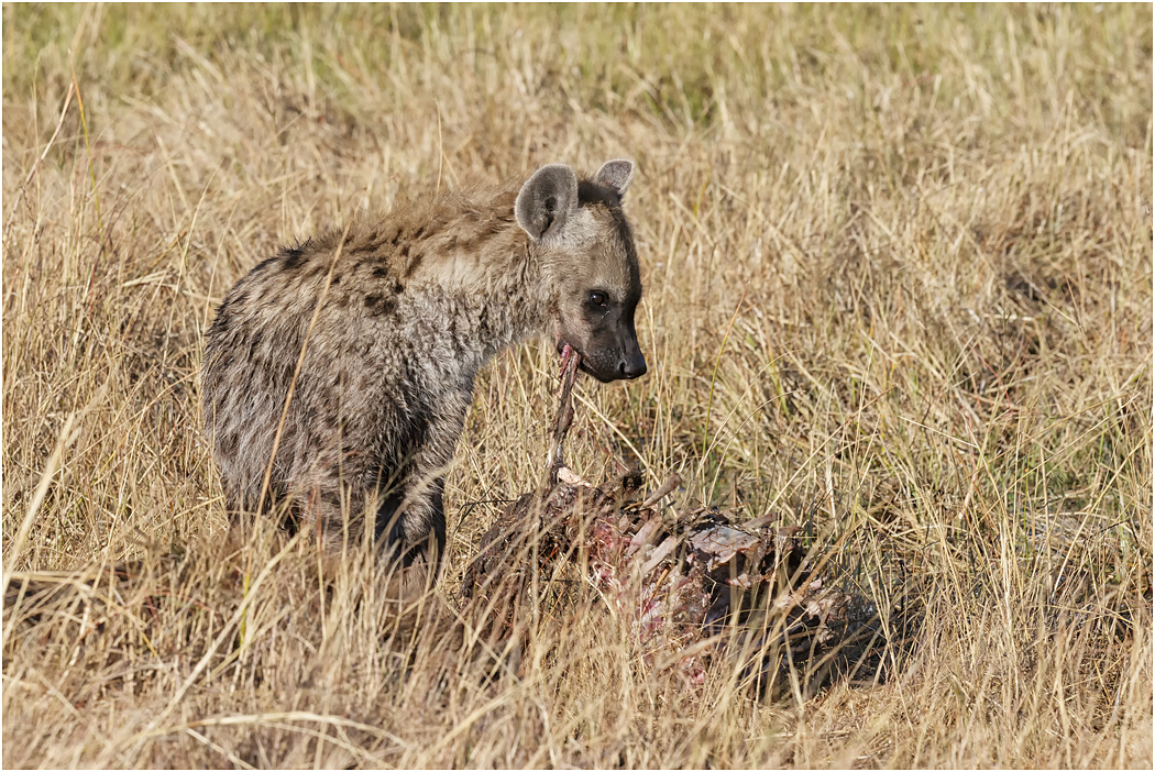 Spotted Hyena at a carcass - Botswana