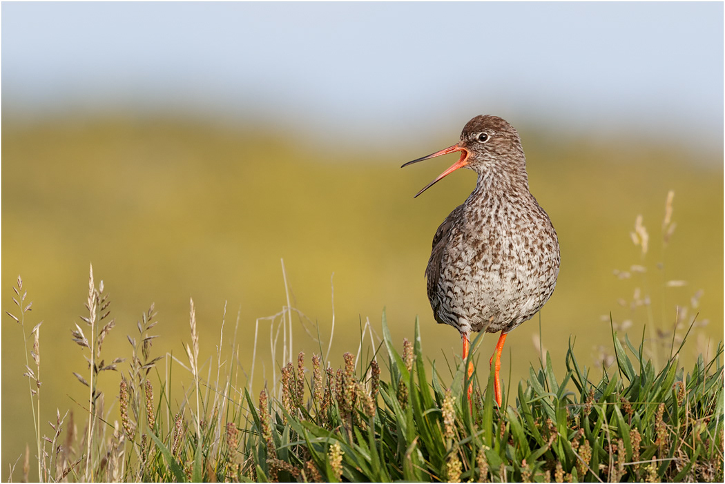 Redshank calling, Iceland