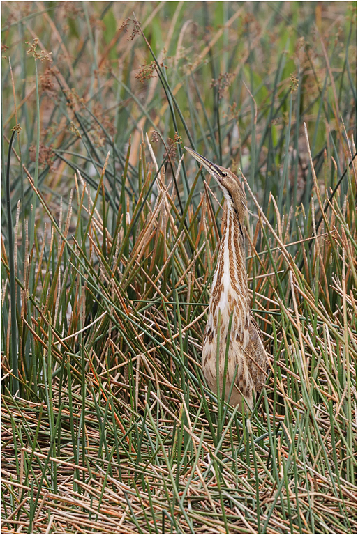 American Bittern, Florida