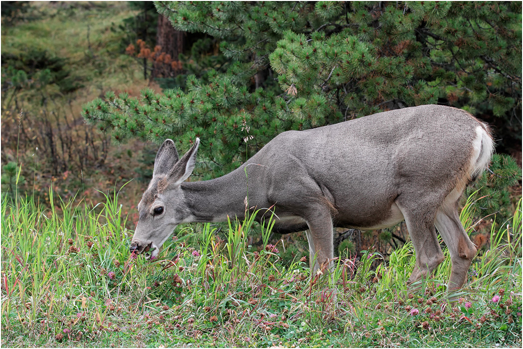 Mule Deer (adult female) grazing, Alberta, Canada