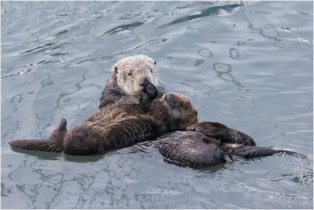 Sea Otter - Mother with kit, California, USA
