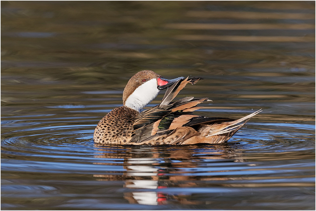White-cheeked Pintail preening, Galapagos Islands